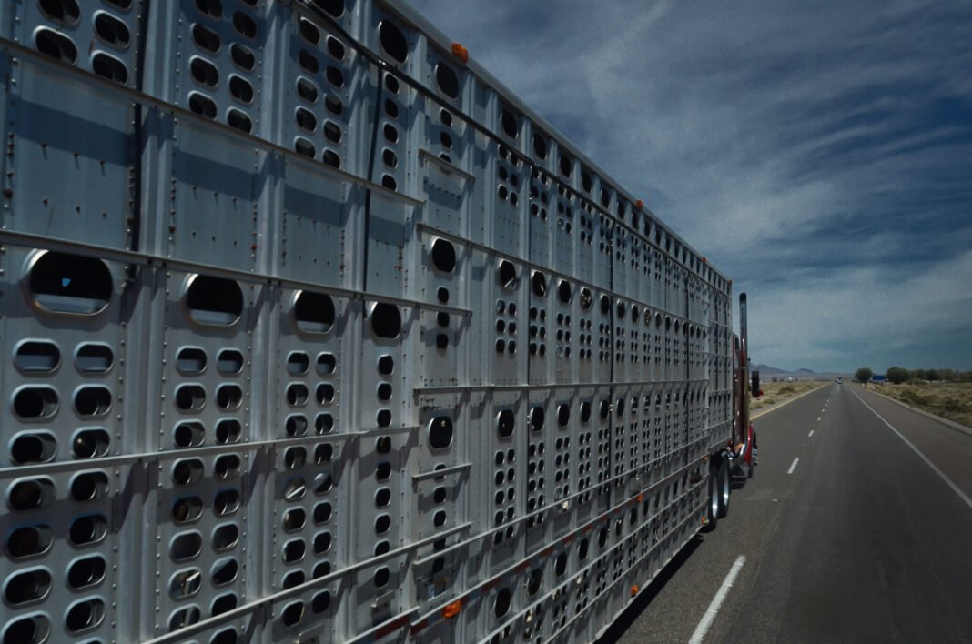 Lawmakers reintroduce ban on hauling horses in double-deck trailers