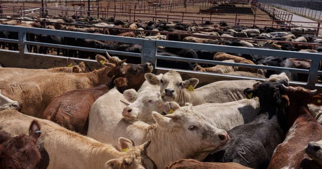 Cattle Herds Grow After 70-Year Low, JBS Foresees Recovery
