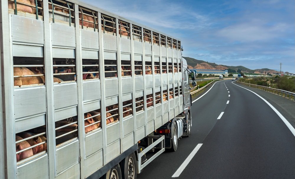 Derry Bros simplifies Customs Processes for Animal-and Plant-based products with CHEDS Automation