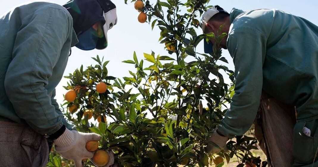 Trump Delays 50% Brazil Levy, Excludes Orange Juice, Embraer