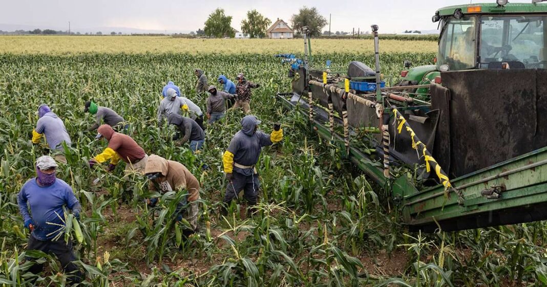Corn Drops With Record US Harvest Even Bigger Than Expected