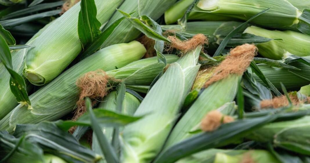 US Crop Futures Hover Near Seasonal Lows