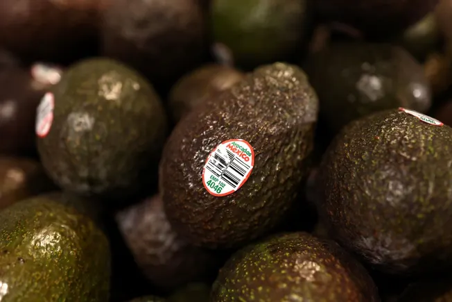 Mexico’s avocado industry pledges deforestation-free exports by 2026