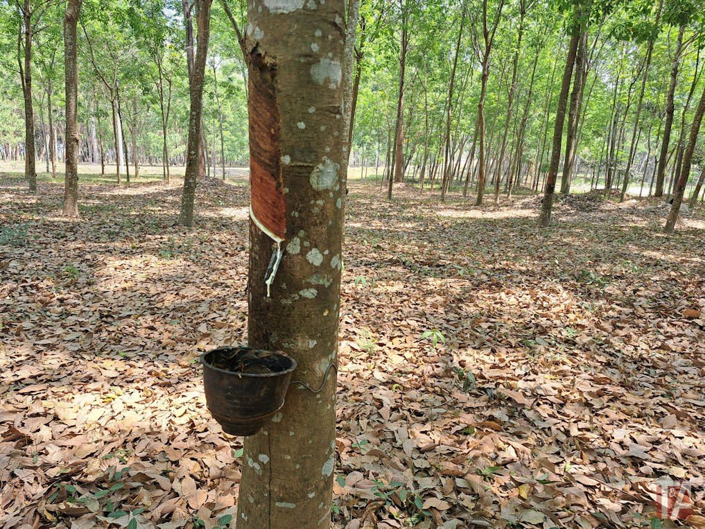 FSC certification for Linglong Tire