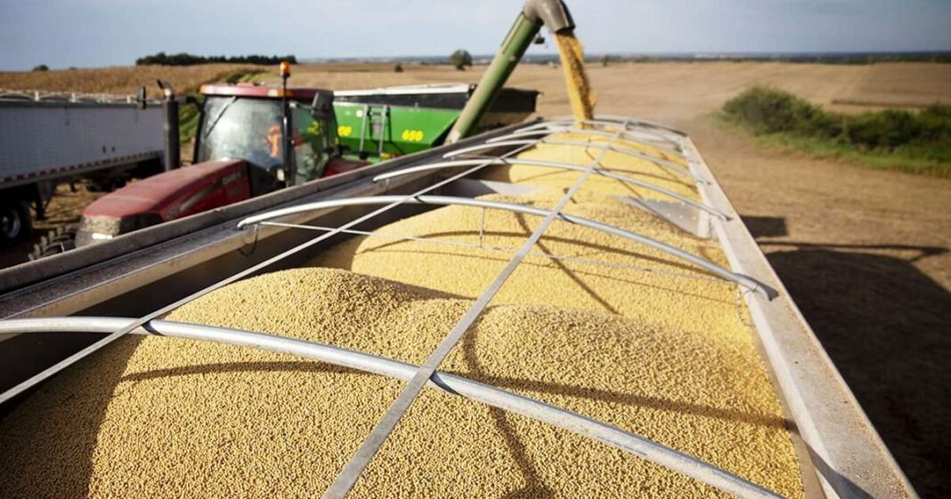 Soy Harvest Begins With Farmers in ‘Fight to Survive’