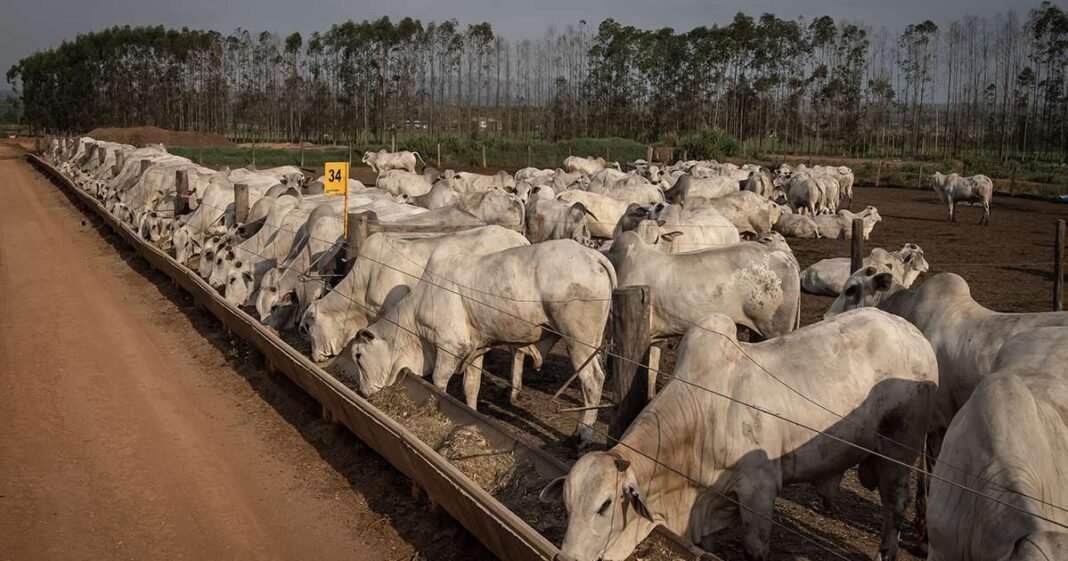 Trump Tariff Cut May Ease Pain for US Coffee, Beef Lovers