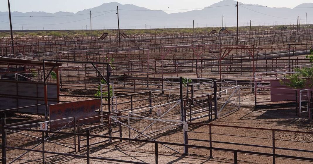 More US Beef Plants May Close as Cattle Herds Keep Tightening