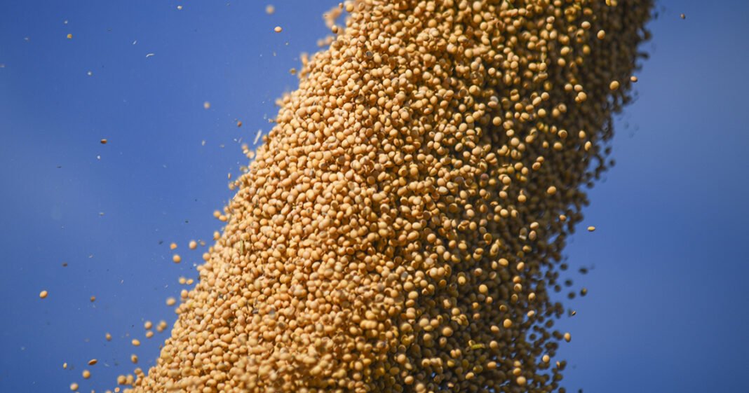 US Soy Ships Pile Into China as Summit Delay Clouds Trade